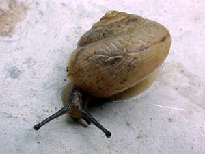 caramujo